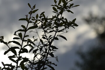 shadow effect on bushes