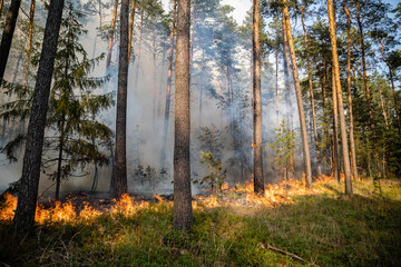 Flammenfront bei Waldbrand