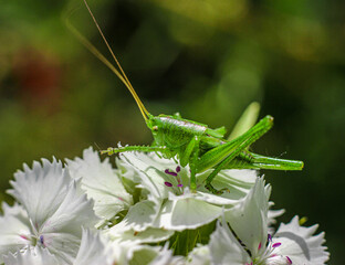 sauterelle sur œillet d'inde blanc