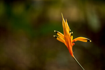 Flowers from the Botanical Garden of Rio de Janeiro - Brazil