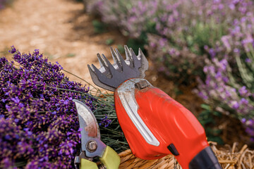 Obraz premium .A bunch of cut lavender in a wicker basket and pruning shear against a backdrop of flowering lavender fields. Lavander Harvesting concept