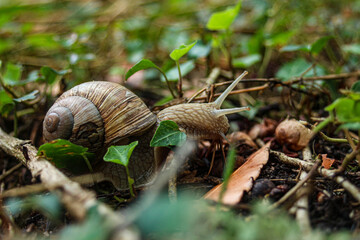 escargot dans le lierre