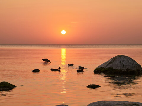 Beautiful sunset over rocky shore of sea with silhouettes of stones and birds © Krafla