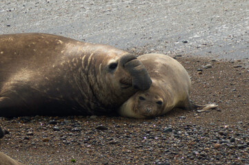 Elefantes Marinos.
Puerto Madryn, Chubut, Argentina.