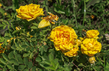 yellow roses in the garden in the bright yellow light of the sun