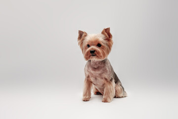 Charming Yorkshire terrier sits in front of a gray background