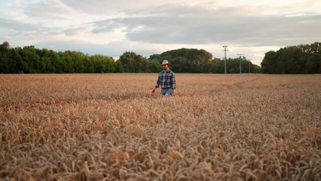 Man agronomist farmer in golden wheat field at sunset