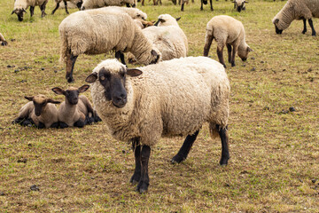 Mom is a sheep and little lambs. sheep in the pasture eating dry grass. The concept of agriculture, business, the world around, farmers. High quality photo