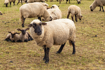 Fototapeta premium Mom is a sheep and little lambs. sheep in the pasture eating dry grass. The concept of agriculture, business, the world around, farmers. High quality photo