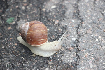 Helix pomatia also Roman snail, edible snail or escargot mones via the street