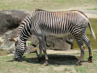 zebra eating grass