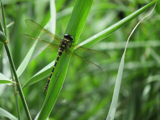 dragonfly on leaf