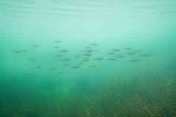 Fototapeta na wymiar Barsch Fischschwarm See Unterwasser Sommer 