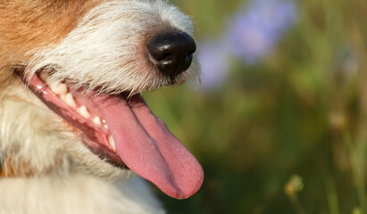 Happy funny thirsty puppy panting, smiling in a hot summer. Dog tongue, nose, teeth.