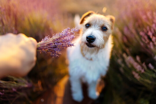 Beautiful happy cute pet dog smelling flowers in the purple lavender herbal field in summer