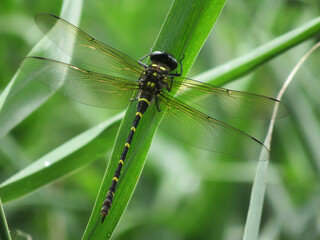 dragonfly on a green leaf