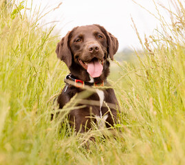 Headshot of a Chocolate Labrador, Springer Spaniel mixed breed dog called a Springador lying in long grass.