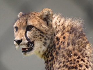 portrait of cheetah