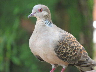 close up of a pigeon