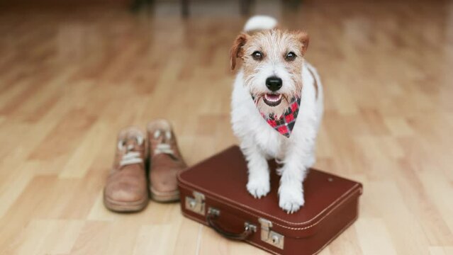 Happy funny cute dog puppy wagging tail on a retro suitcase. Pet travel, travelling, vacation or holiday.