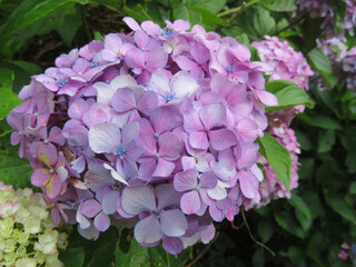 purple hydrangea flowers