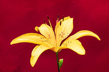 orange lily closeup