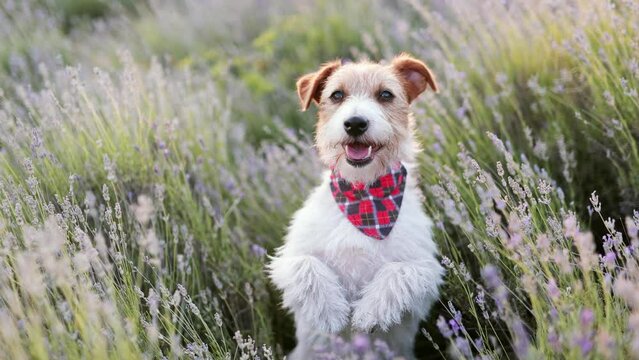 Happy funny cute pet dog puppy begging, panting and smiling in the herbal lavender flower field in summer