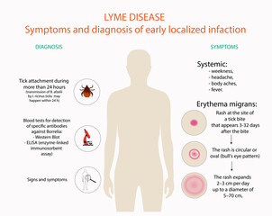 Symptoms and diagnosis of Lyme disease, vector, illustration