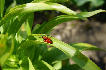 ladybird on a leaf