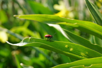ladybug on grass