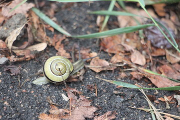 Closeup af a Yellow and Black banded Snail on the ground