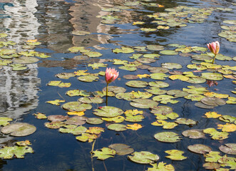 Fragment of an artificial urban pond with water lilies and a reflection of the sky and buildings on a sunny spring day