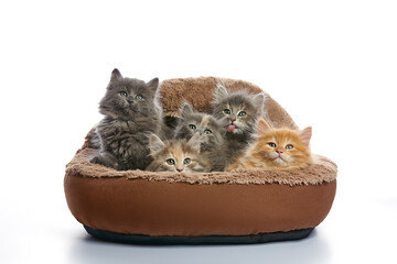 Five small kittens in a basket, isolated on white