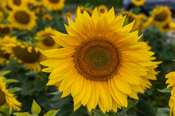 Fototapeta premium Sunflower closeup in a sunflower field with space for text