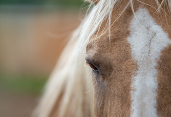 Portrait of a beautiful , tranquil palomino horse on blurry natural background. Eye and mane, detail. - obrazy, fototapety, plakaty