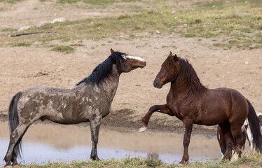 Obraz na płótnie Canvas Wild Horses in Springtime in the Utah Desert