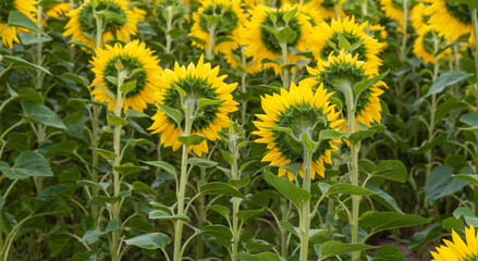 Sunflower closeup in a sunflower field with space for text