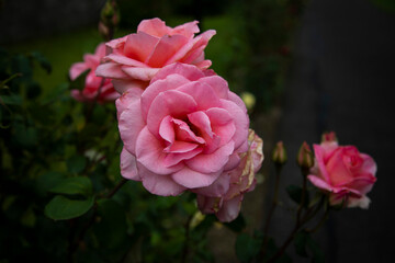 pink roses
