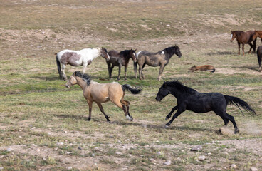 Naklejka na ściany i meble Wild Horses in Springtime in the Utah Desert