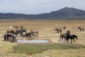 Obraz premium Wild Horses in Springtime in the Utah Desert