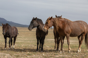 Fototapeta na wymiar Wild Horses in Springtime in the Utah Desert