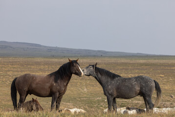 Wild Horses in Springtime in the Utah Desert