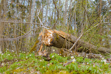 Broken tree after storm damage.one tree trunk broken by strong winds and fallen to the ground, in the forest.Spring day.