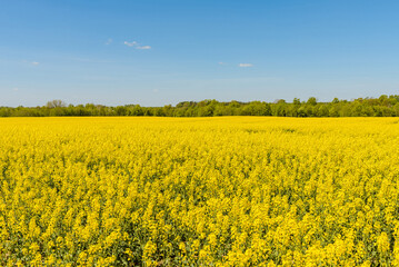 Agricultural field with rapeseed plants,blue sky. Oilseed, canola, colza. Nature background. Spring day landscape.Selective focus.