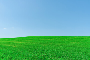 Obraz premium Green wheat spring field landscape with blue sky.Green agrultural field and blue clear day sky.