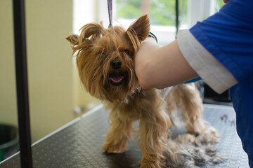 Yorkshire in the grooming salon. Professional groomer cut hair with scissors at the little yorkshire terrier dog. Funny pet standing at the vet clinic and looked trustingly.