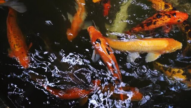 Koi carp golden fish pond, traditional Japan garden lake