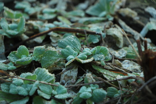 Lots Of Green Eichornia In The Lake, Go Green