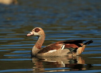 Obraz premium Egyptian goose ( Alopochen aegyptiaca) in water