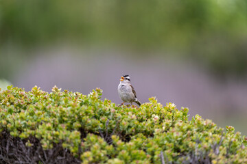 Singing sparrow